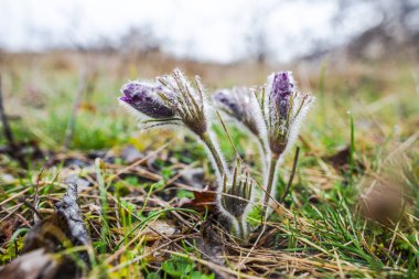 Bahar orman portre görünümünü ilk taze bitki ile zemin.