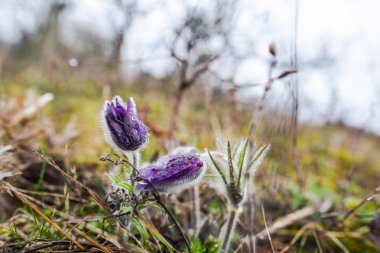 Bahar orman portre görünümünü ilk taze bitki ile zemin.