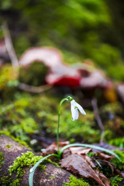 Bahar orman portre görünümünü ilk taze bitki ile zemin.