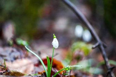 Bahar orman portre görünümünü ilk taze bitki ile zemin.