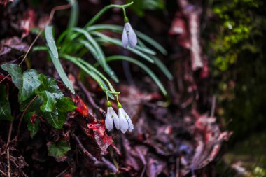 Bahar orman portre görünümünü ilk taze bitki ile zemin.