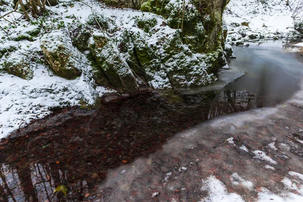 Forêt Printanière Avec Neige Arbres Nus Ruisseau — Photo