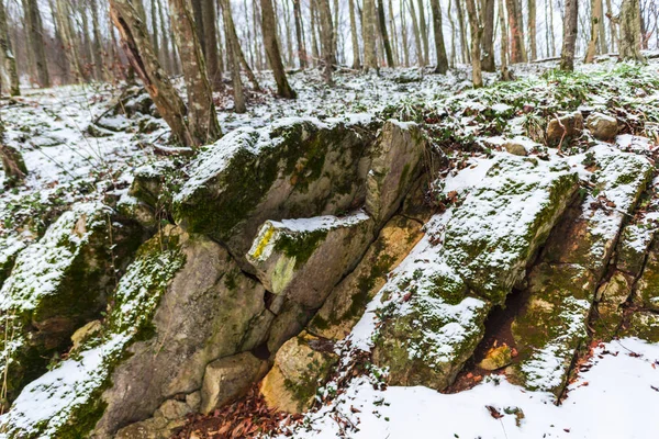 Detaljer Vinter Skog Natur Bakgrund — Stockfoto
