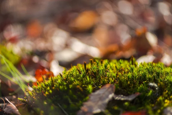 緑の苔と紅葉 — ストック写真