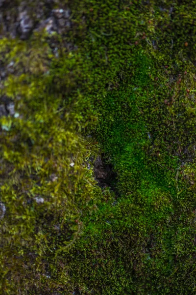 Hierba Musgo Verde Cerca — Foto de Stock