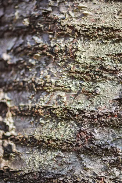 Nahaufnahme Der Baumrindenstruktur — Stockfoto