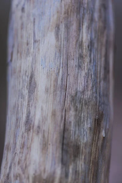Vista Próxima Textura Casca Árvore — Fotografia de Stock
