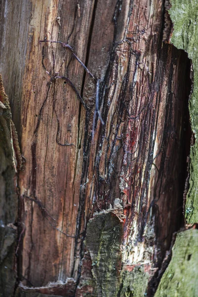 Тщательный Обзор Текстуры Коры Дерева — стоковое фото