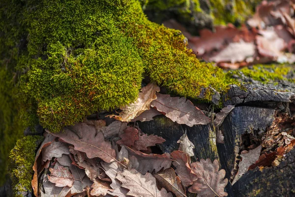 Grünes Moos Und Herbstblätter — Stockfoto