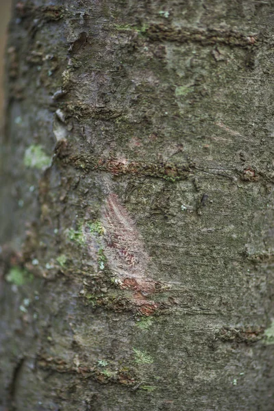 Vue Rapprochée Texture Écorce Arbre — Photo