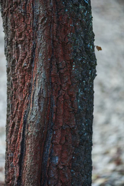 Stäng Trädet Bark Textur — Stockfoto