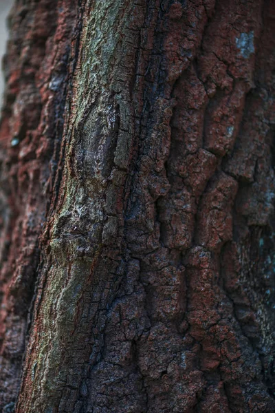 Chiudi Vista Della Struttura Della Corteccia Dell Albero — Foto Stock