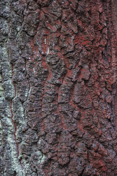 Vista Próxima Textura Casca Árvore — Fotografia de Stock