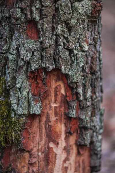 Close View Tree Bark Texture — Stock Photo, Image