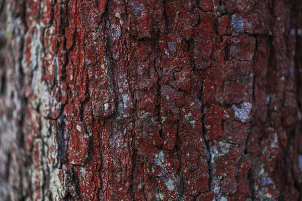 Chiudi Vista Della Struttura Della Corteccia Dell Albero — Foto Stock