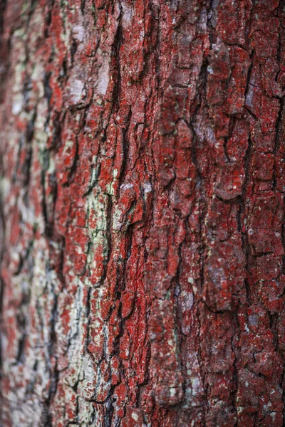 Vue Rapprochée Texture Écorce Arbre — Photo