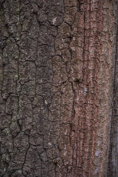 Chiudi Vista Della Struttura Della Corteccia Dell Albero — Foto Stock