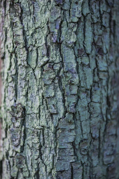 Деталі Текстури Кори Дерева — стокове фото