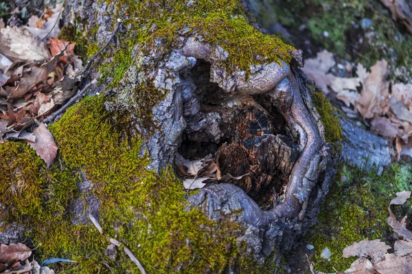 Gros Plan Arbre Avec Herbe Mousse — Photo