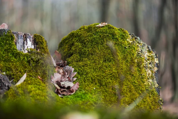 苔草と木のクローズ アップ — ストック写真