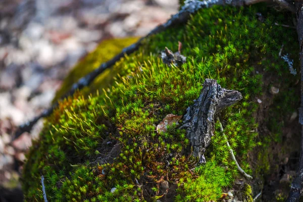 Primer Plano Del Árbol Con Hierba Musgo — Foto de Stock