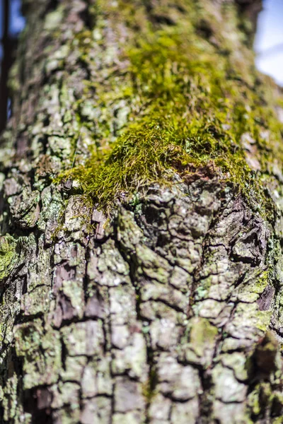 Nahaufnahme Eines Baumes Mit Moosgras — Stockfoto