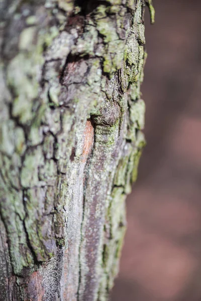 Details Der Baumrindenstruktur — Stockfoto