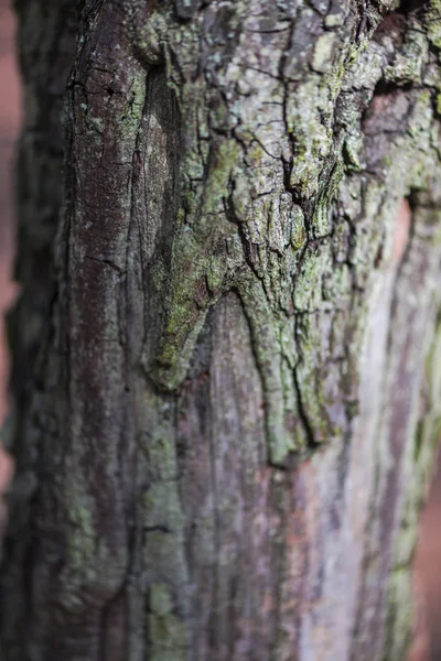 Detaljer För Trädet Bark Textur — Stockfoto