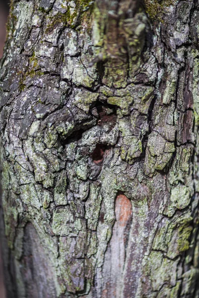 Detalhes Textura Casca Árvore — Fotografia de Stock
