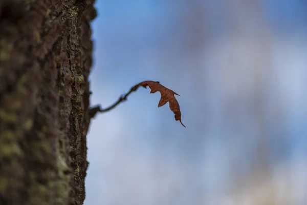 Folha Árvore Solitária Fundo Azul Desfocado — Fotografia de Stock