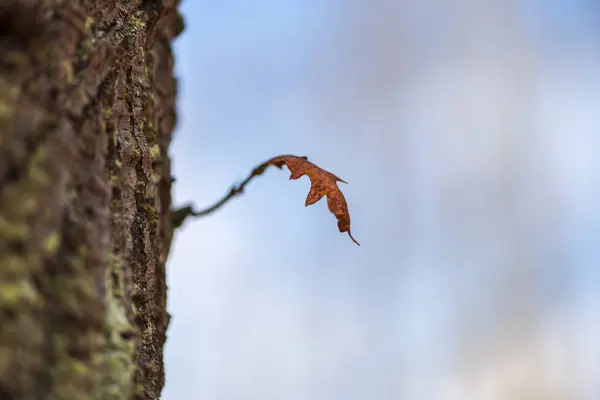 ぼやけた青の背景に孤独な木の葉 — ストック写真