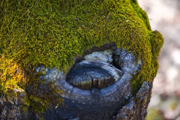 Weergave Van Boom Met Groene Mos Gras Bijgesneden — Stockfoto