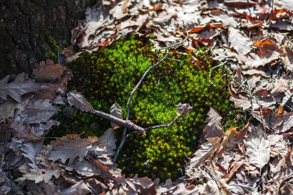緑の苔と紅葉 — ストック写真