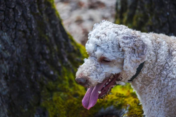 Beige Poodle Dog Playing Forest — Stock Photo, Image
