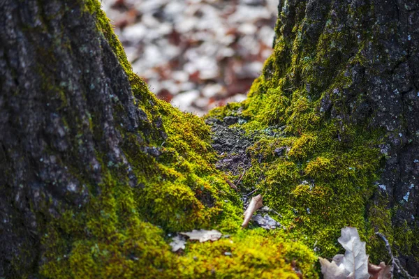 Árboles Forestales Con Hierba Musgo — Foto de Stock