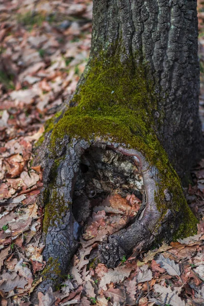 Старый Пень Распиленного Дерева Мхом Раннем Весеннем Лесу — стоковое фото