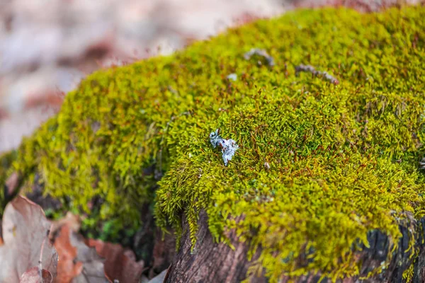 Alter Baumstumpf Mit Moos Frühjahrswald — Stockfoto