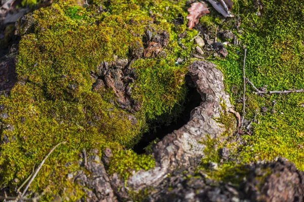 Viejo Tronco Árbol Aserrado Con Musgo Bosque Primavera — Foto de Stock