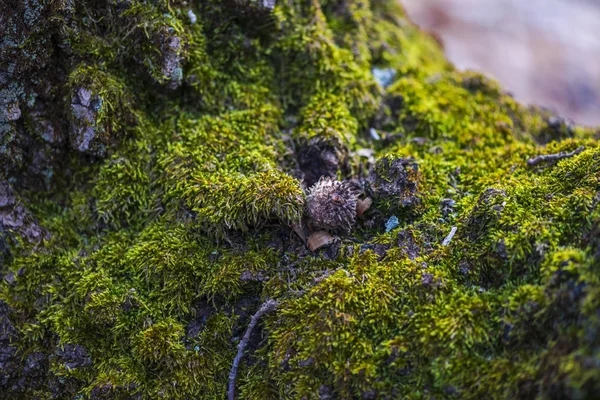 Vista Recortada Del Árbol Con Hierba Musgo Verde — Foto de Stock