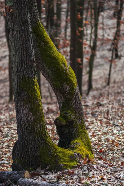 Arbres Forestiers Avec Herbe Mousse — Photo