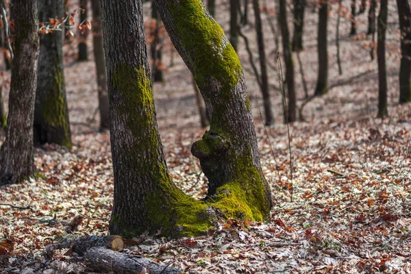 Arbres Forestiers Avec Herbe Mousse — Photo