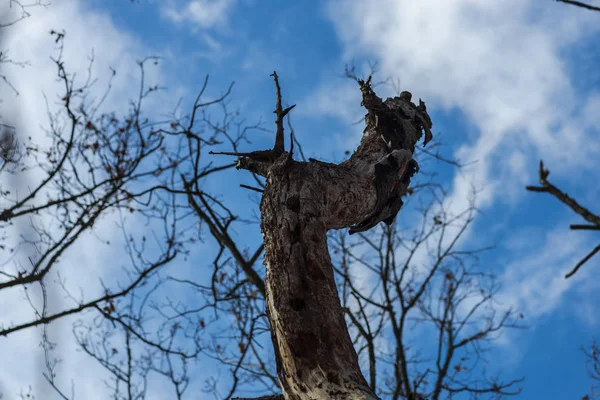 空の背景に裸の木の下のビュー — ストック写真