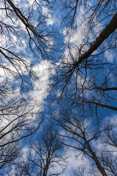 Bodem Zicht Van Naakte Bomen Hemel Achtergrond — Stockfoto