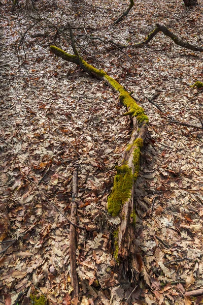 Details Autumnal Forest Natural Background — Stock Photo, Image