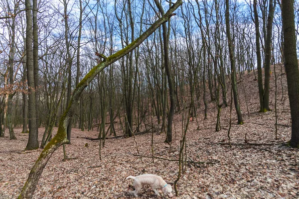 Χαριτωμένο Μπεζ Poodle Περπάτημα Στο Δάσος Νωρίς Την Άνοιξη — Φωτογραφία Αρχείου