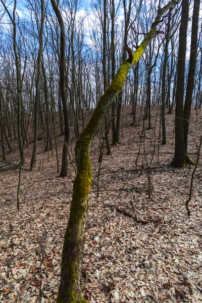 Visa Tidigt Våren Skog — Stockfoto