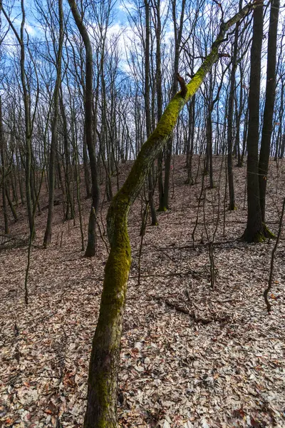 早春の森のビュー — ストック写真