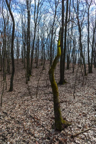 早春の森のビュー — ストック写真