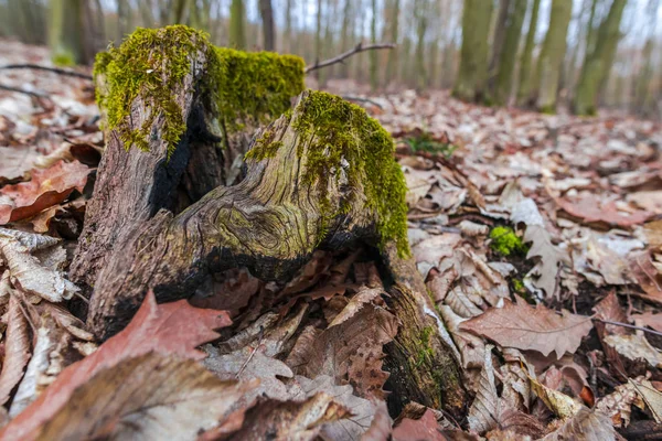 Starego Pnia Tartych Drzewa Mchu Lesie Wczesną Wiosną — Zdjęcie stockowe