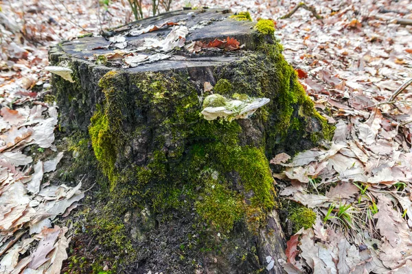Старий Пень Пилки Мохом Ранньому Весняному Лісі — стокове фото
